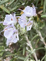 Salvia rosmarinus