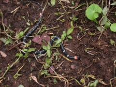 Oxyrhopus melanogenys