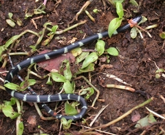 Oxyrhopus melanogenys