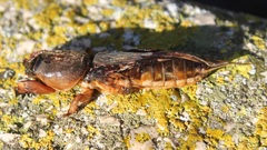 Gryllotalpa gryllotalpa
