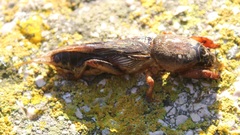 Gryllotalpa gryllotalpa