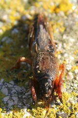 Gryllotalpa gryllotalpa