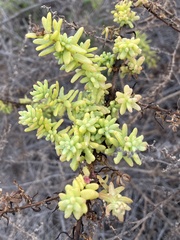 Allenrolfea occidentalis