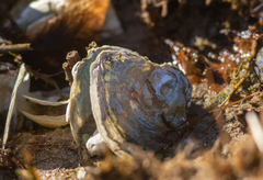 Ostrea edulis