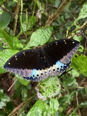 Lexias