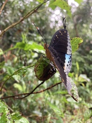 Lexias