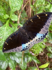 Lexias
