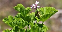 Pelargonium zonale