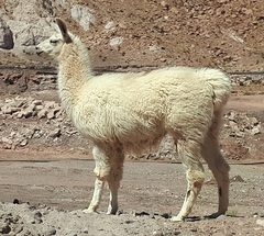 Lama glama