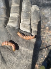 Prionoxystus robiniae