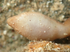 Sipuncula