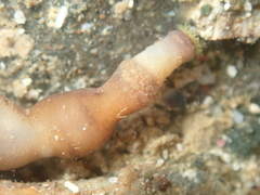 Sipuncula