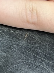 Graphopsocus cruciatus
