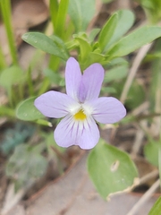 Viola bicolor