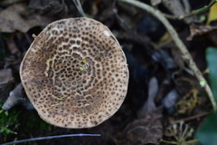Lepiota carinii