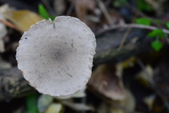 Coprinopsis melanthina