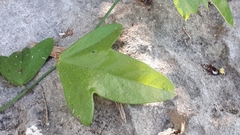 Passiflora pallida