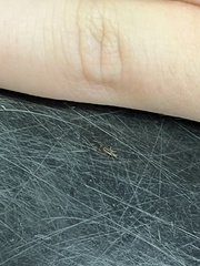Graphopsocus cruciatus