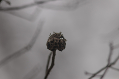 Callirhytis quercuscornigera