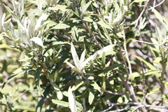 Buddleja saligna