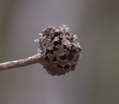 Callirhytis quercuscornigera