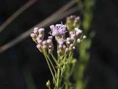 Chromolaena hirsuta