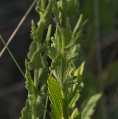 Chromolaena hirsuta