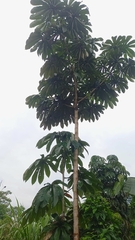 Pourouma cecropiifolia