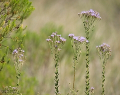 Chromolaena hirsuta