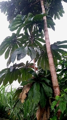 Pourouma cecropiifolia