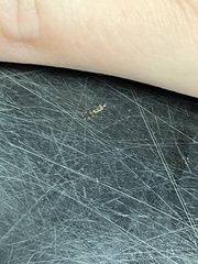 Graphopsocus cruciatus