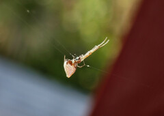 Argyrodes antipodianus