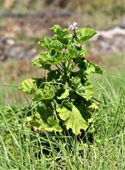 Pelargonium zonale