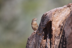 Emberiza impetuani