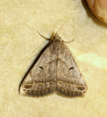 Acantholipes trimeni
