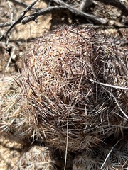 Echinomastus intertextus