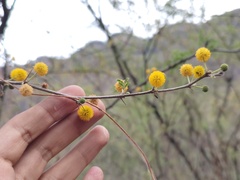 Vachellia farnesiana
