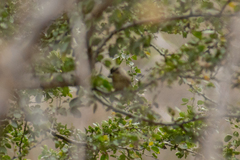 Campylorhynchus gularis