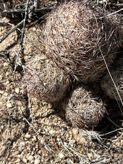 Echinomastus intertextus