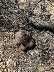 Echinomastus intertextus