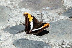 Doxocopa laure laure