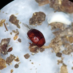 Histeridae
