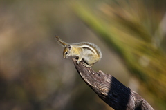 Funisciurus congicus