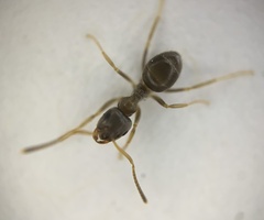 Lasius americanus