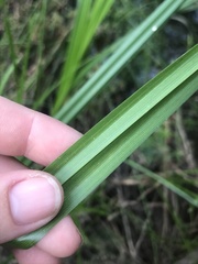 Carex fascicularis