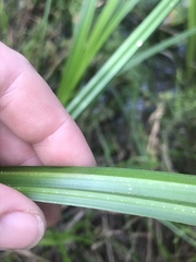 Carex fascicularis