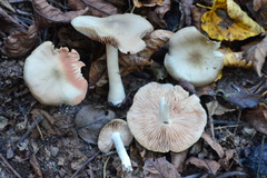 Entoloma sericellum