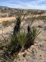 Yucca baccata
