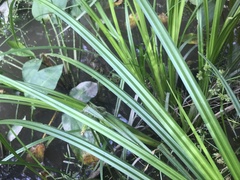 Carex fascicularis