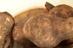 Smallanthus sonchifolius